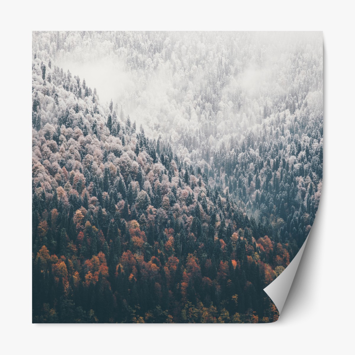 Repositionable sticker misty autumn forest on snowy mountain