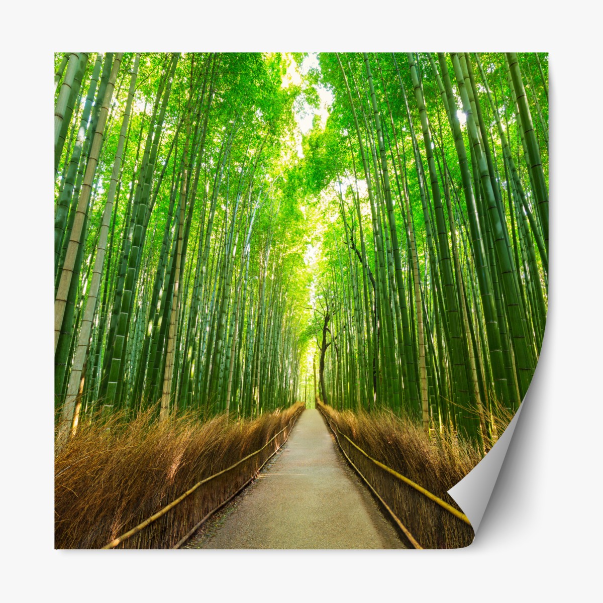 Repositionable sticker tranquil bamboo path in Kyoto