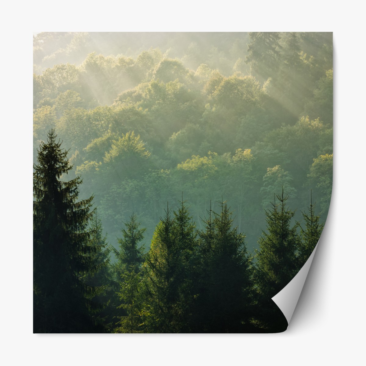 Repositionable sticker misty Carpathian spruce forest at sunrise