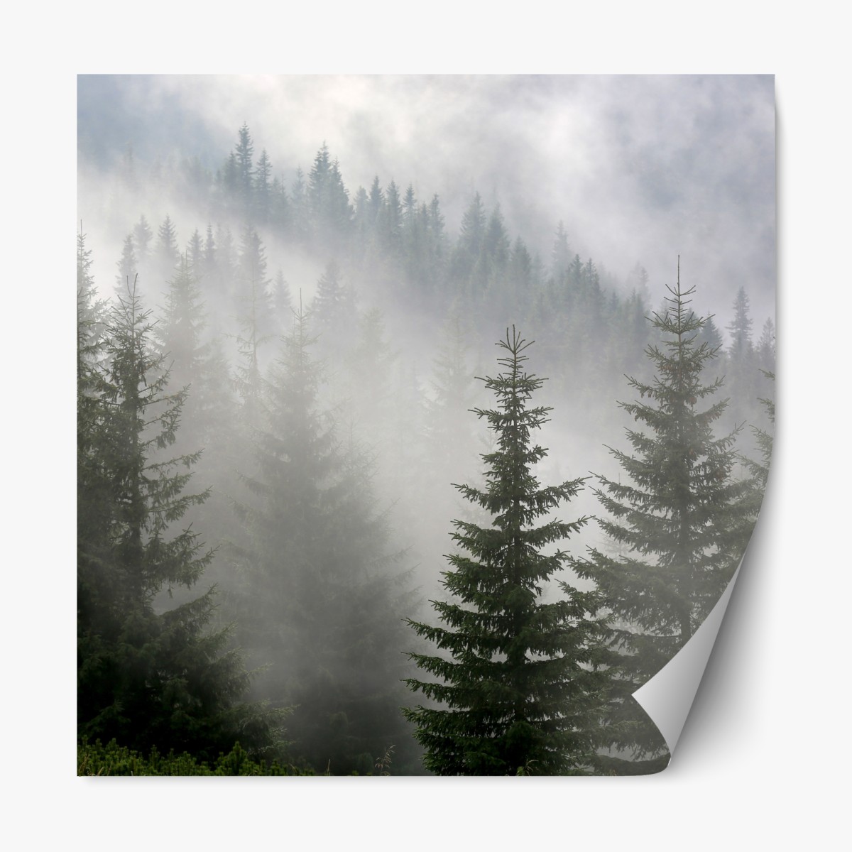 Repositionable sticker misty pine forest at dawn