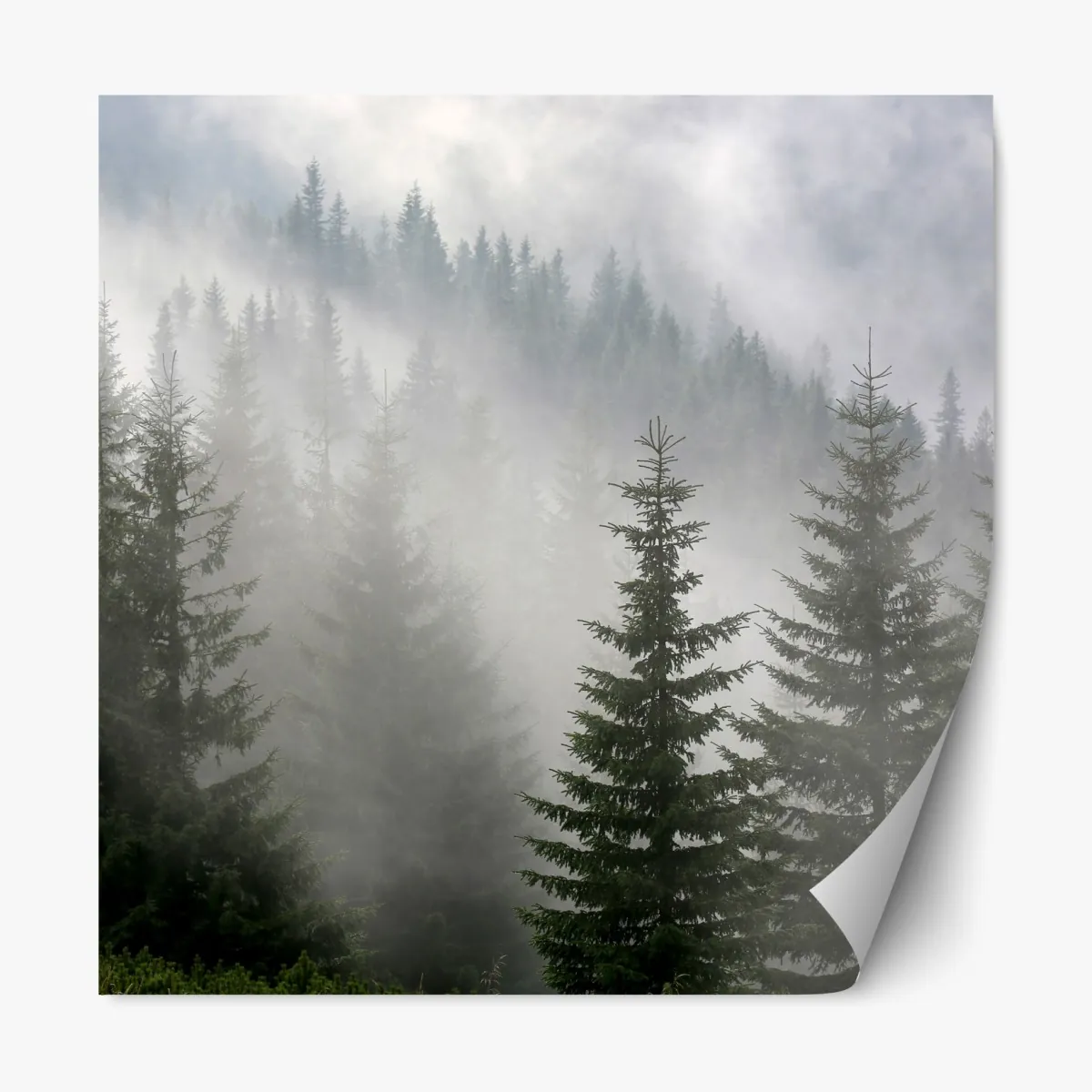 Naklejka repozycjonowalna mglisty las sosnowy o świcie – Wallissimo® Naklejka repozycjonowalna mglisty las sosnowy o świcie – Wallissimo®