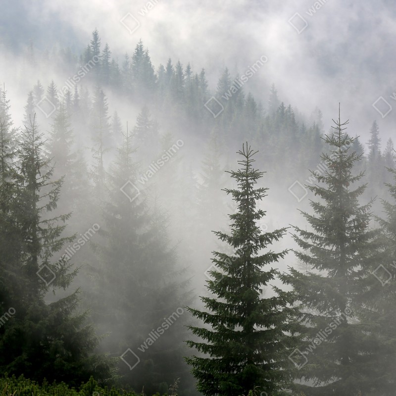 Naklejka repozycjonowalna mglisty las sosnowy o świcie – Wallissimo® Naklejka repozycjonowalna mglisty las sosnowy o świcie – Wallissimo®