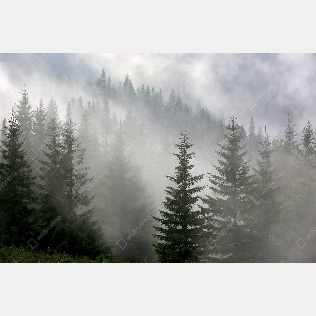 Naklejka repozycjonowalna mglisty las sosnowy o świcie – Wallissimo® Naklejka repozycjonowalna mglisty las sosnowy o świcie – Wallissimo®