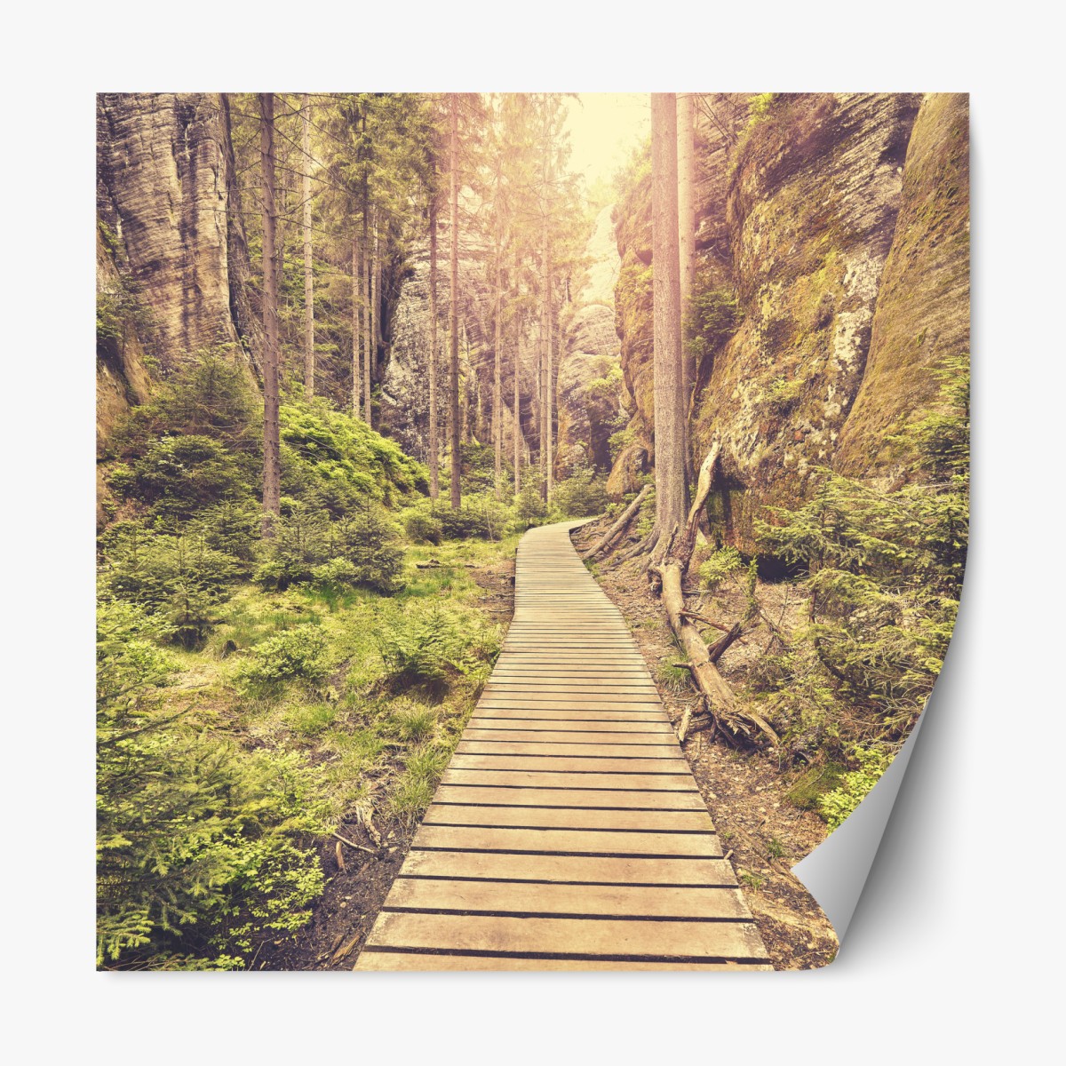 Repositionable sticker sunlit wooden path in Adrspach Teplice