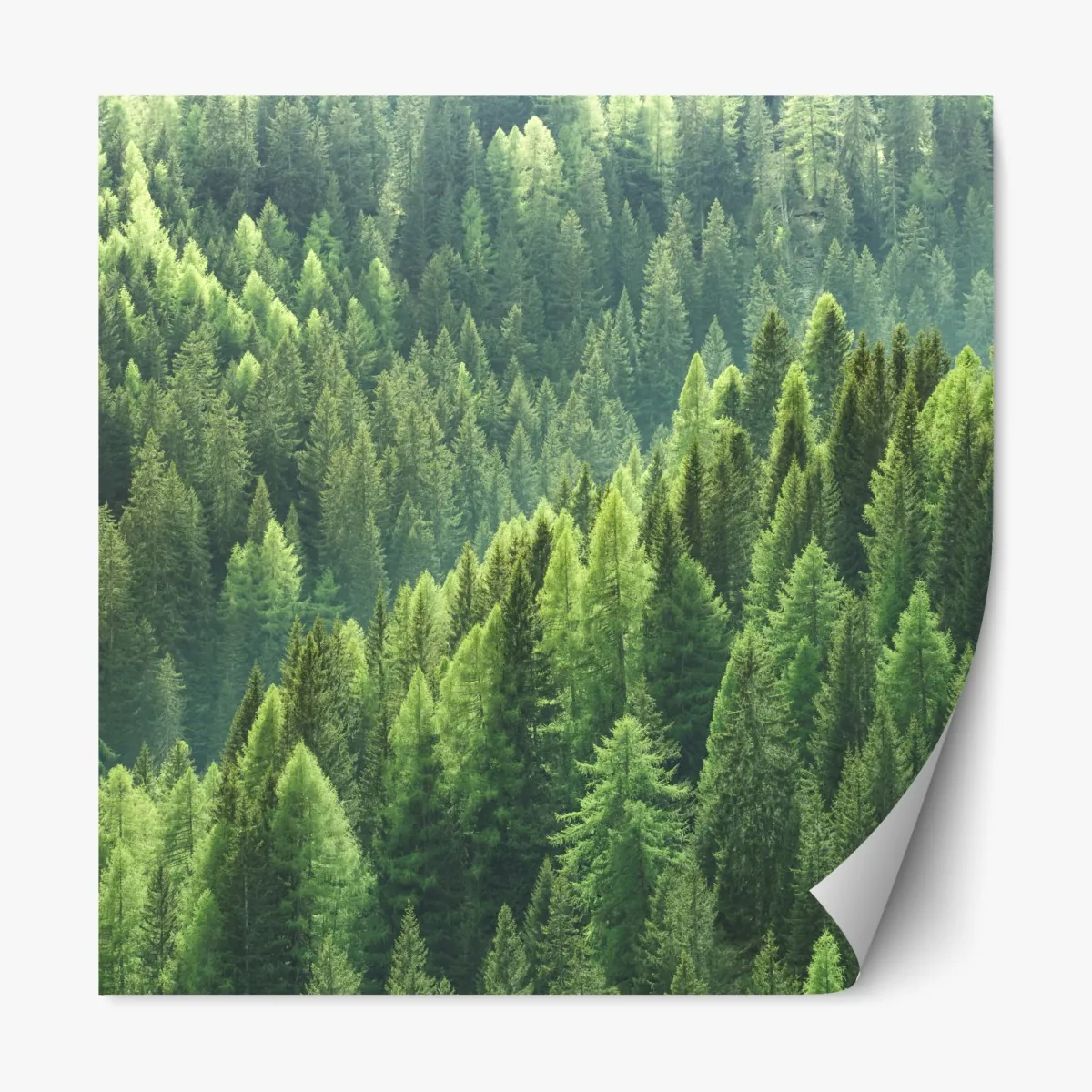 Naklejka repozycjonowalna bujna zielona panorama lasu – Wallissimo® Naklejka repozycjonowalna bujna zielona panorama lasu – Wallissimo®