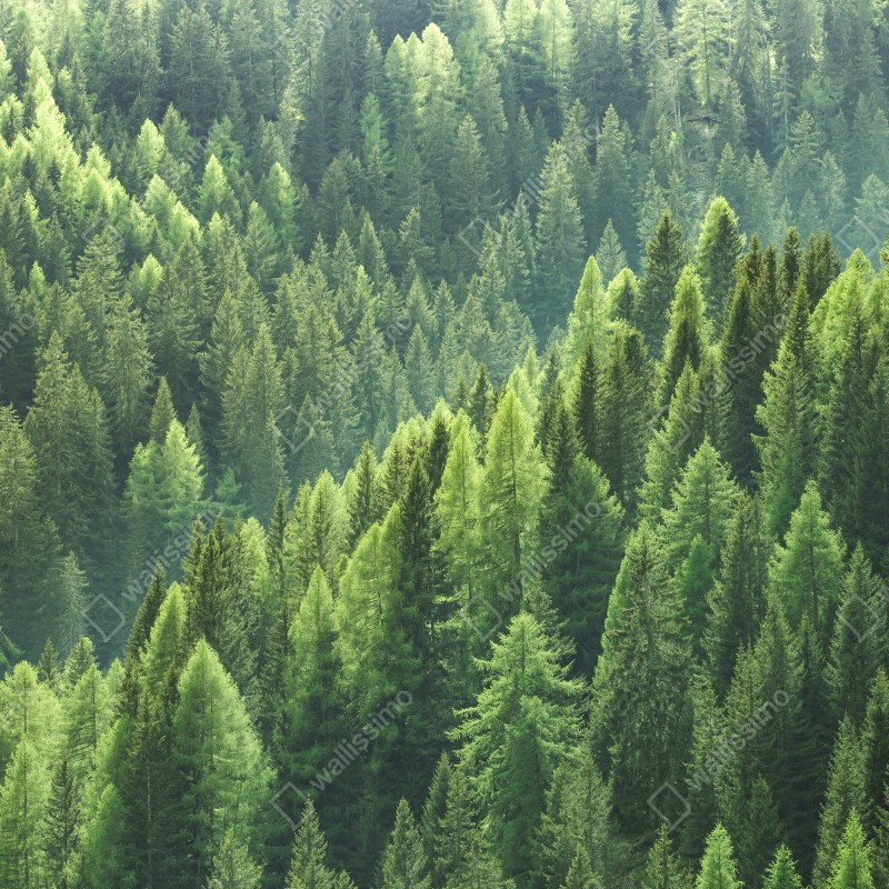 Naklejka repozycjonowalna bujna zielona panorama lasu – Wallissimo® Naklejka repozycjonowalna bujna zielona panorama lasu – Wallissimo®