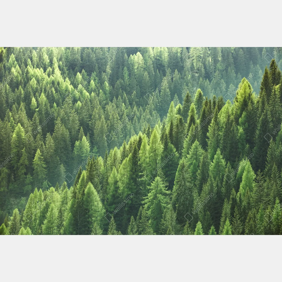 Naklejka repozycjonowalna bujna zielona panorama lasu – Wallissimo® Naklejka repozycjonowalna bujna zielona panorama lasu – Wallissimo®