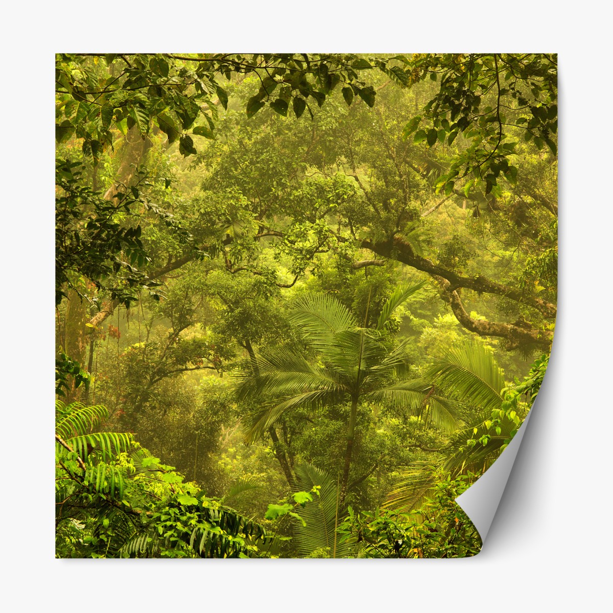 Repositionable sticker lush rainforest canopy near Cairns
