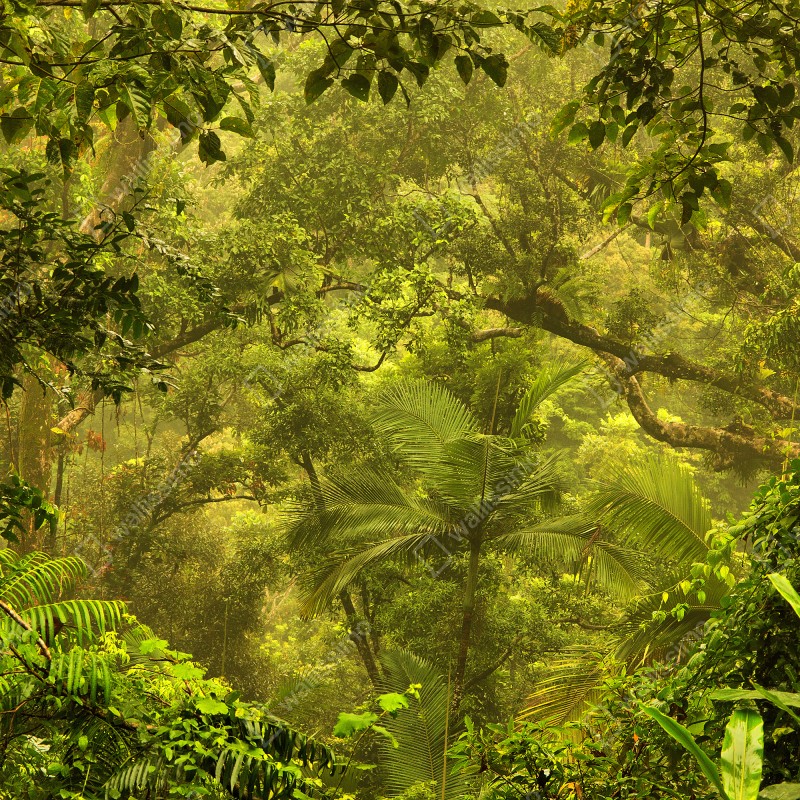 Naklejka repozycjonowalna bujna pokrywa lasu deszczowego przy Cairns – Wallissimo® Naklejka repozycjonowalna bujna pokrywa lasu deszczowego przy Cairns – Wallissimo®