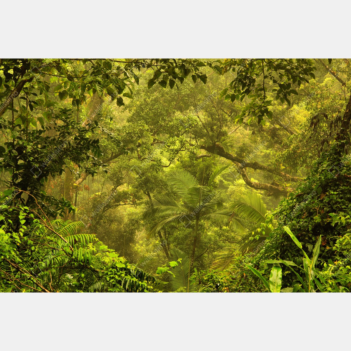 Naklejka repozycjonowalna bujna pokrywa lasu deszczowego przy Cairns – Wallissimo® Naklejka repozycjonowalna bujna pokrywa lasu deszczowego przy Cairns – Wallissimo®