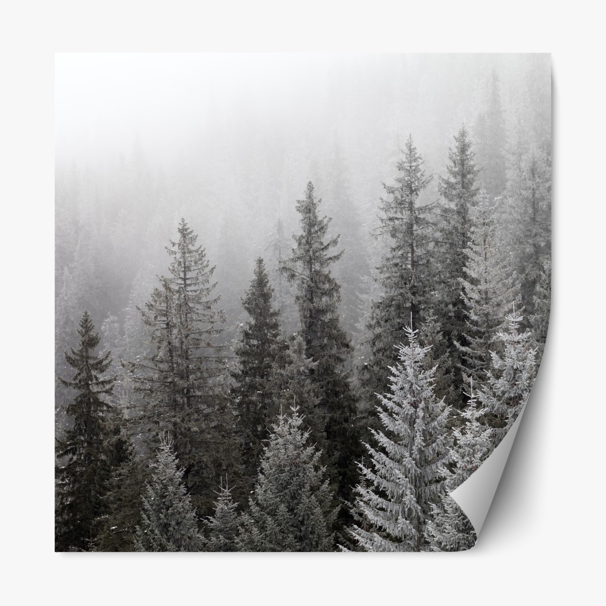 Repositionable sticker foggy winter forest in the Carpathians