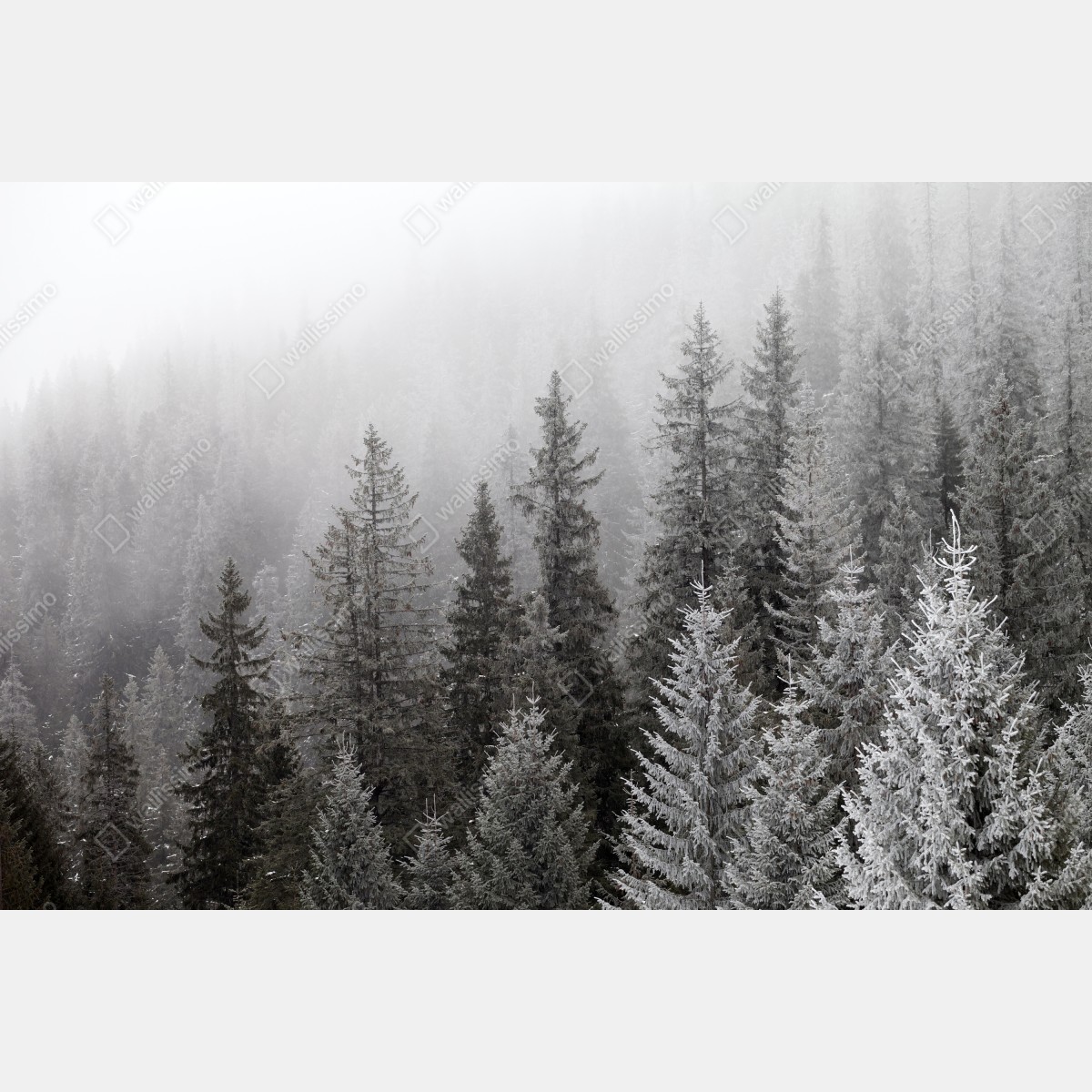 Naklejka repozycjonowalna mglisty zimowy las w Karpatach – Wallissimo® Naklejka repozycjonowalna mglisty zimowy las w Karpatach – Wallissimo®