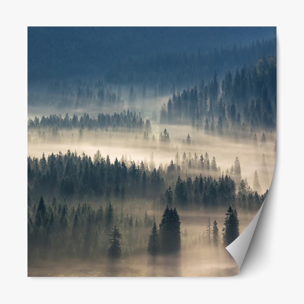 Repositionable sticker misty conifer forest at dawn