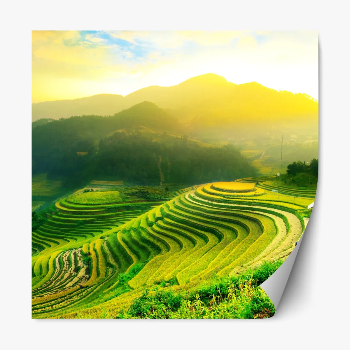 Naklejka repozycjonowalna złote tarasy ryżowe o wschodzie słońca – Wallissimo® Naklejka repozycjonowalna złote tarasy ryżowe o wschodzie słońca – Wallissimo®
