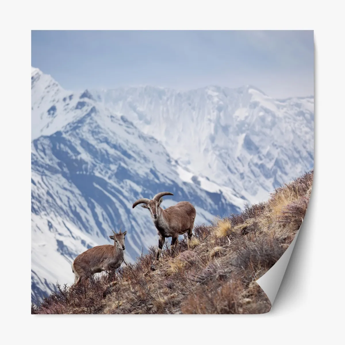 Naklejka repozycjonowalna dzikie niebieskie owce na zboczu Himalajów, Manang, Nepal – Wallissimo® Naklejka repozycjonowalna dzikie niebieskie owce na zboczu Himalajów, Manang, Nepal – Wallissimo®