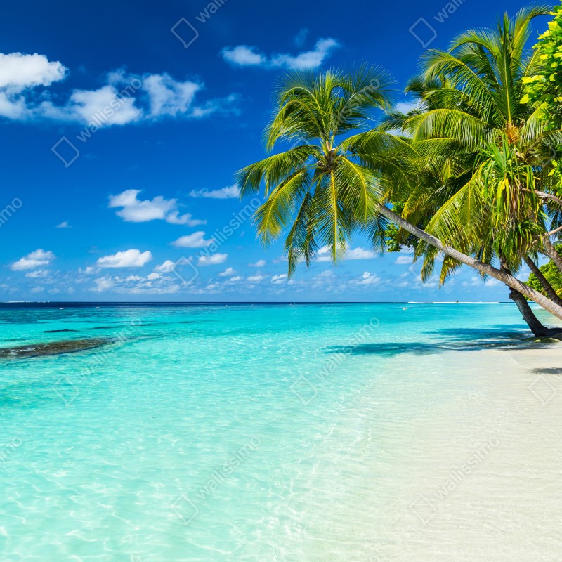 Naklejka repozycjonowalna tropikalna turkusowa plaża z pochylonymi palmami – Wallissimo® Naklejka repozycjonowalna tropikalna turkusowa plaża z pochylonymi palmami – Wallissimo®