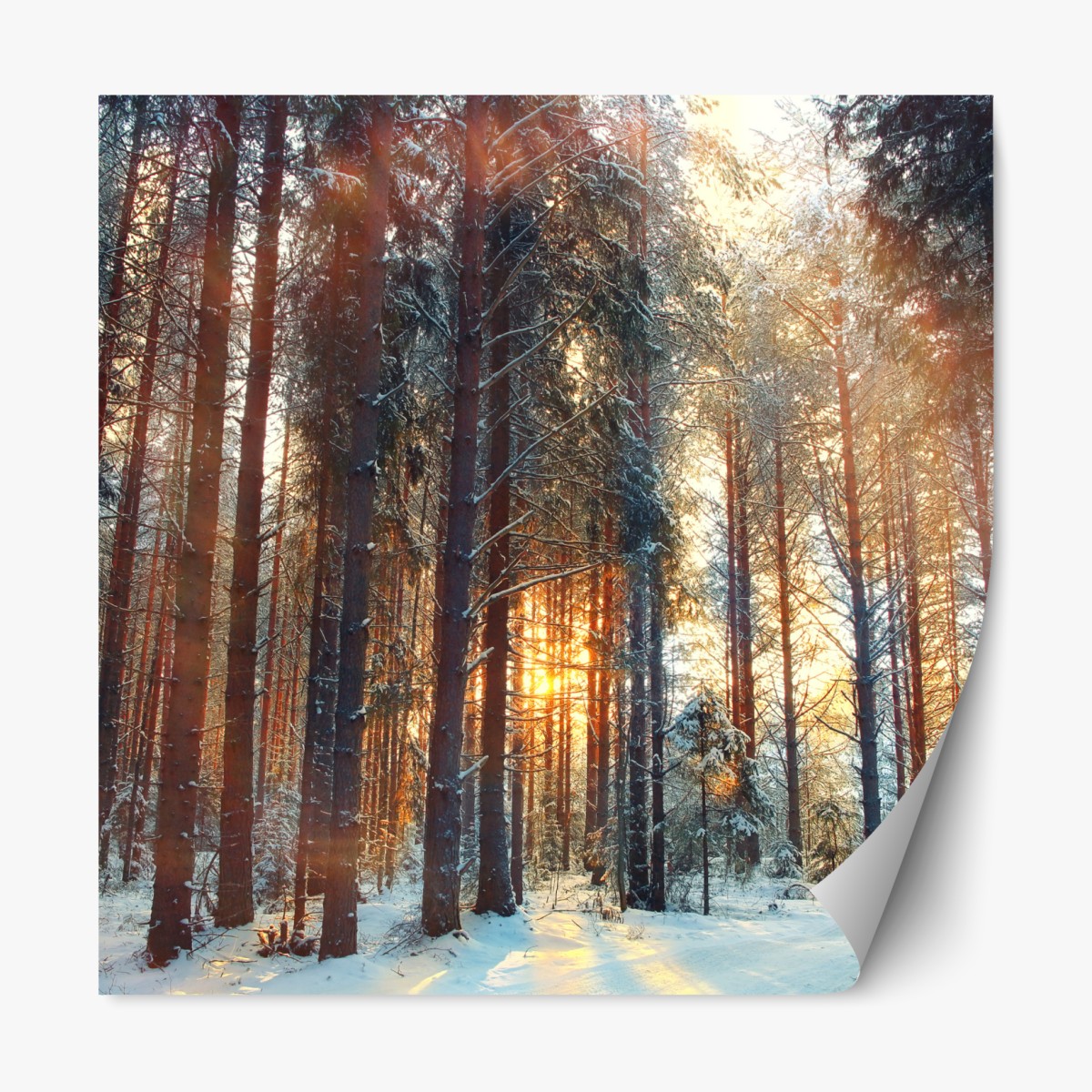 Repositionable sticker winter forest sunrise glow
