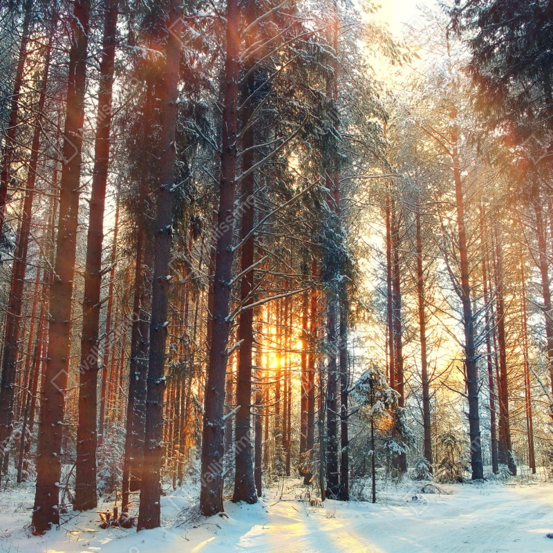 Naklejka repozycjonowalna zimowy las o świcie – Wallissimo® Naklejka repozycjonowalna zimowy las o świcie – Wallissimo®