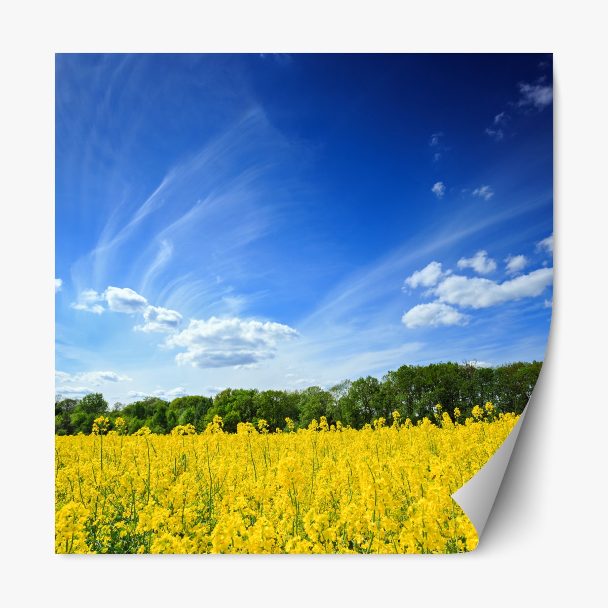 Repositionable sticker Polish rapeseed field under blue sky