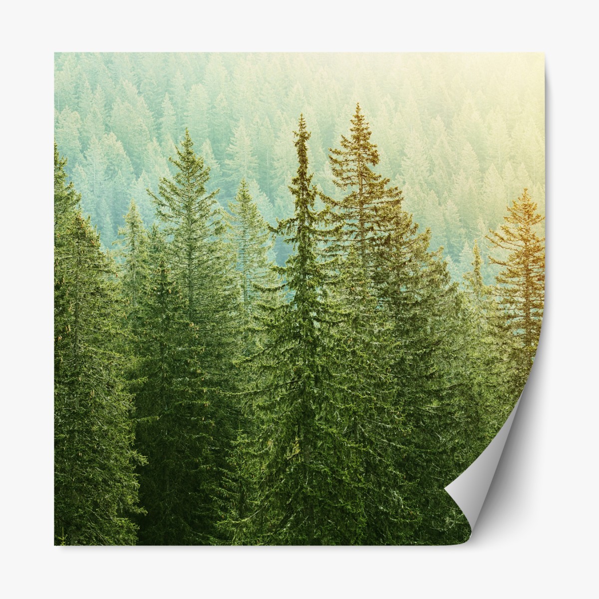 Repositionable sticker sunlit evergreen forest