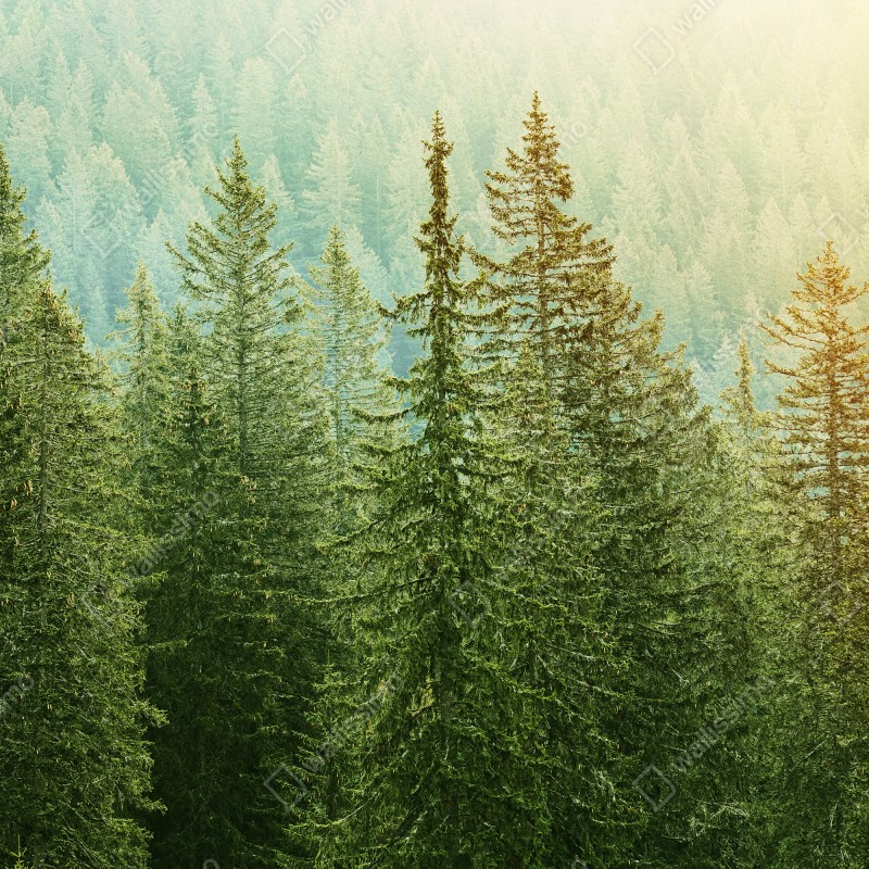 Naklejka repozycjonowalna słoneczny las iglasty – Wallissimo® Naklejka repozycjonowalna słoneczny las iglasty – Wallissimo®