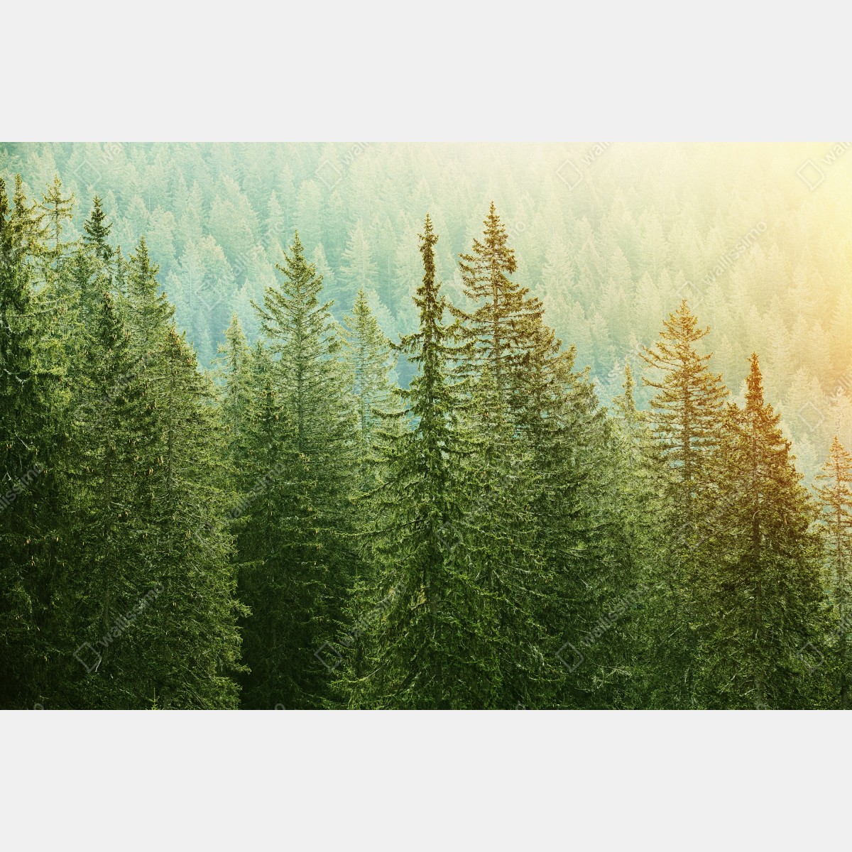 Naklejka repozycjonowalna słoneczny las iglasty – Wallissimo® Naklejka repozycjonowalna słoneczny las iglasty – Wallissimo®