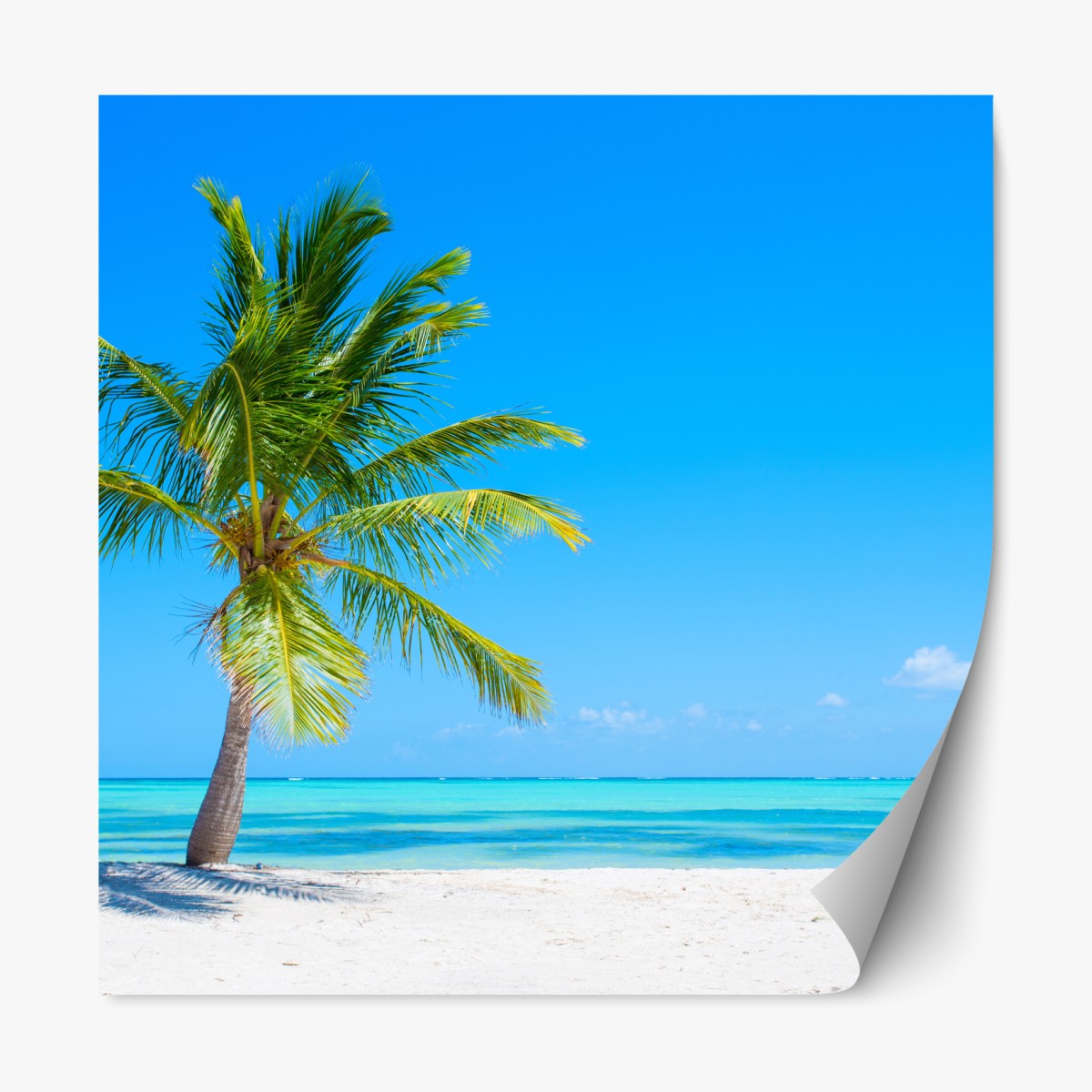 Repositionable sticker tropical palm on white sand beach