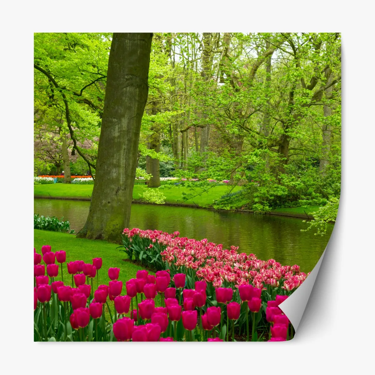 Naklejka repozycjonowalna wiosenny ogród tulipanów nad kanałem – Wallissimo® Naklejka repozycjonowalna wiosenny ogród tulipanów nad kanałem – Wallissimo®