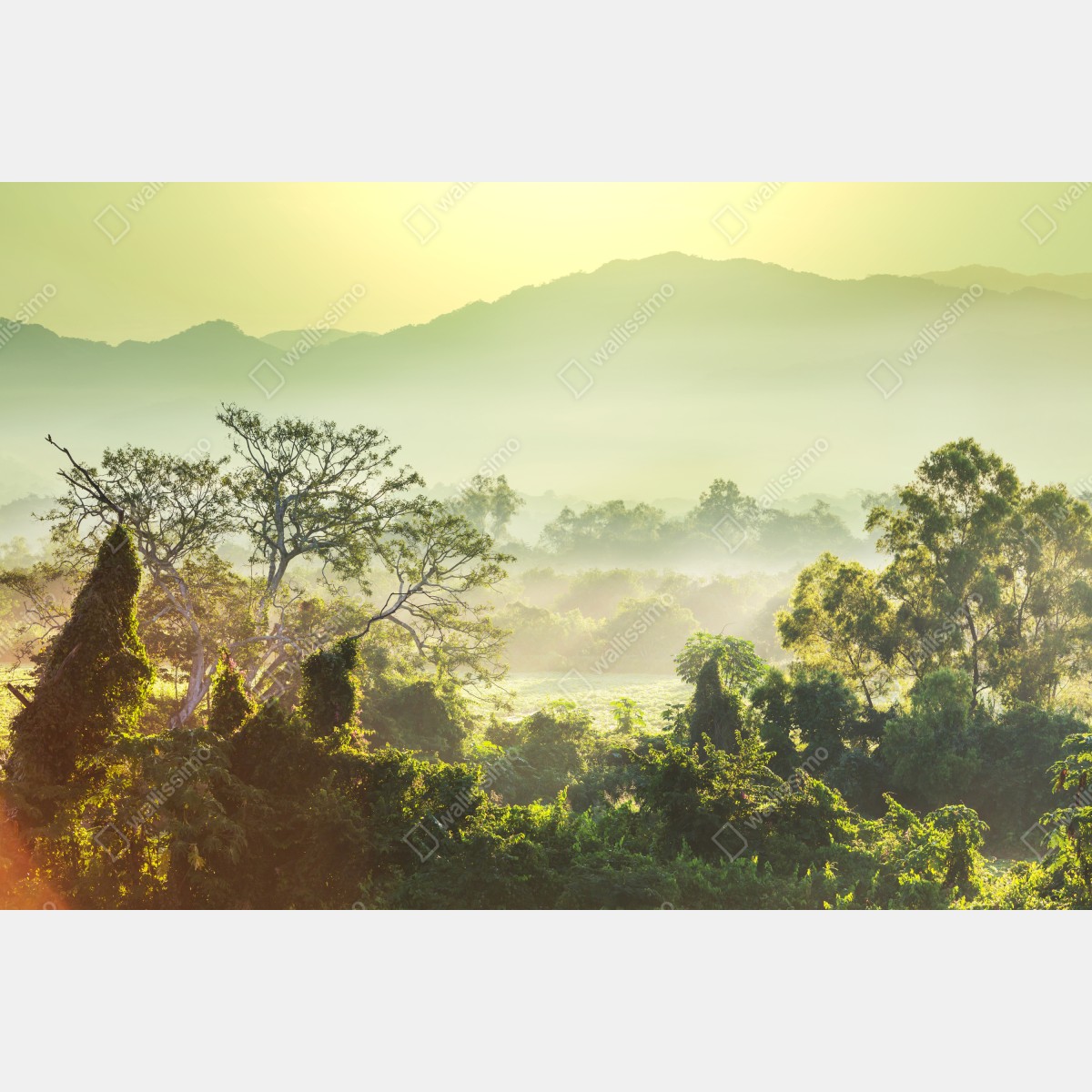 Naklejka repozycjonowalna mglista dżungla Wietnamu o wschodzie słońca – Wallissimo® Naklejka repozycjonowalna mglista dżungla Wietnamu o wschodzie słońca – Wallissimo®