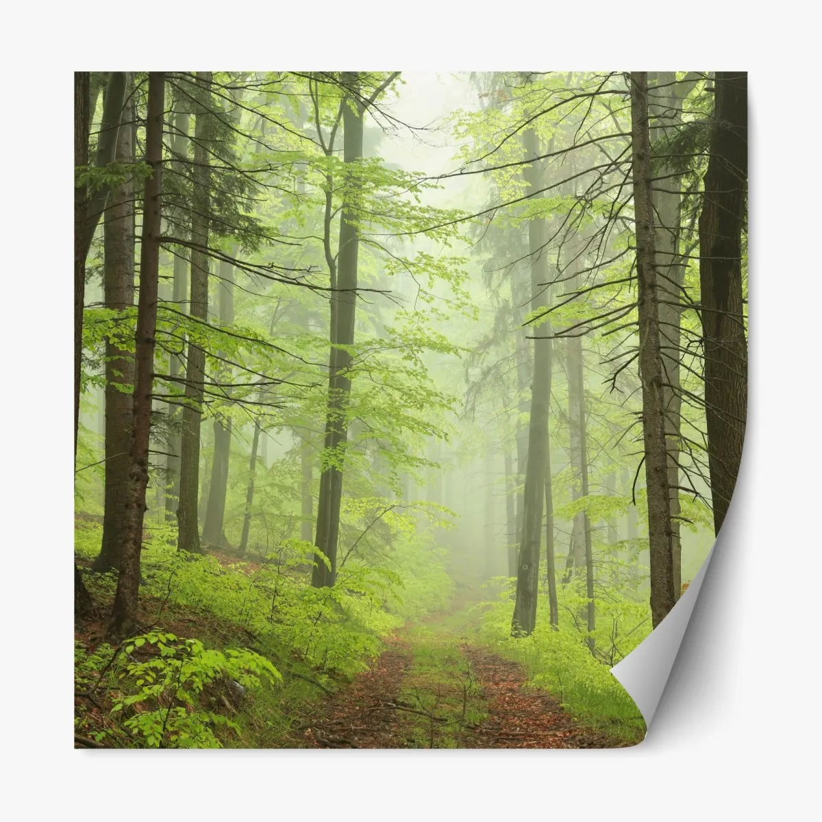 Naklejka repozycjonowalna mglisty zielony leśny szlak – Wallissimo® Naklejka repozycjonowalna mglisty zielony leśny szlak – Wallissimo®
