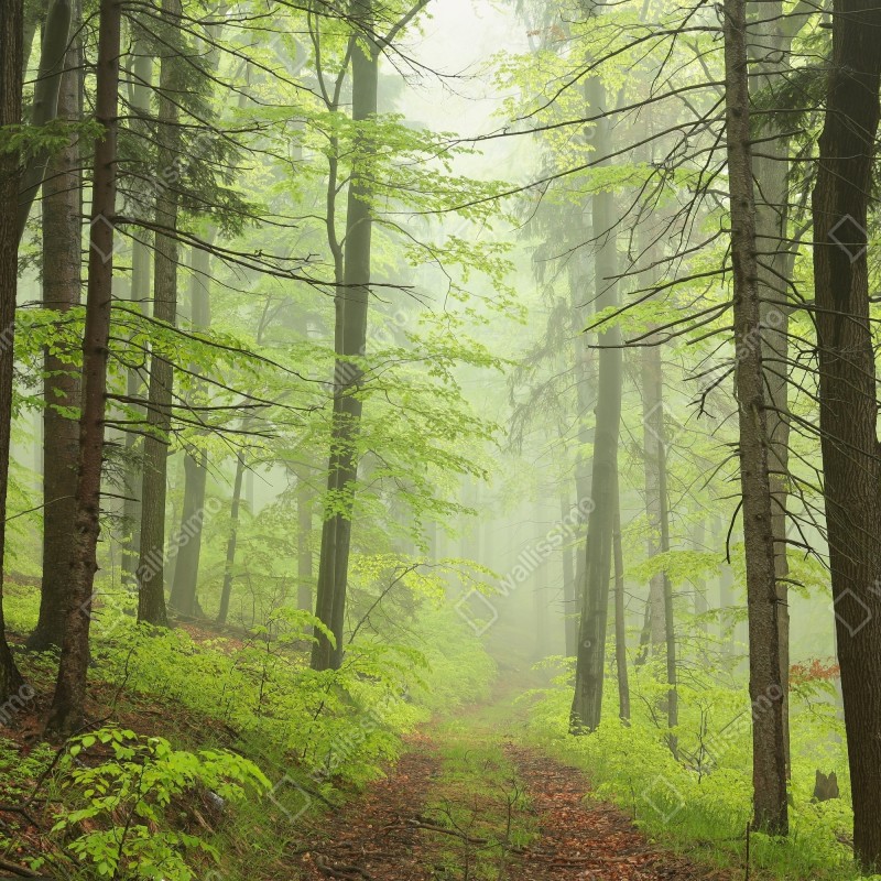 Naklejka repozycjonowalna mglisty zielony leśny szlak – Wallissimo® Naklejka repozycjonowalna mglisty zielony leśny szlak – Wallissimo®