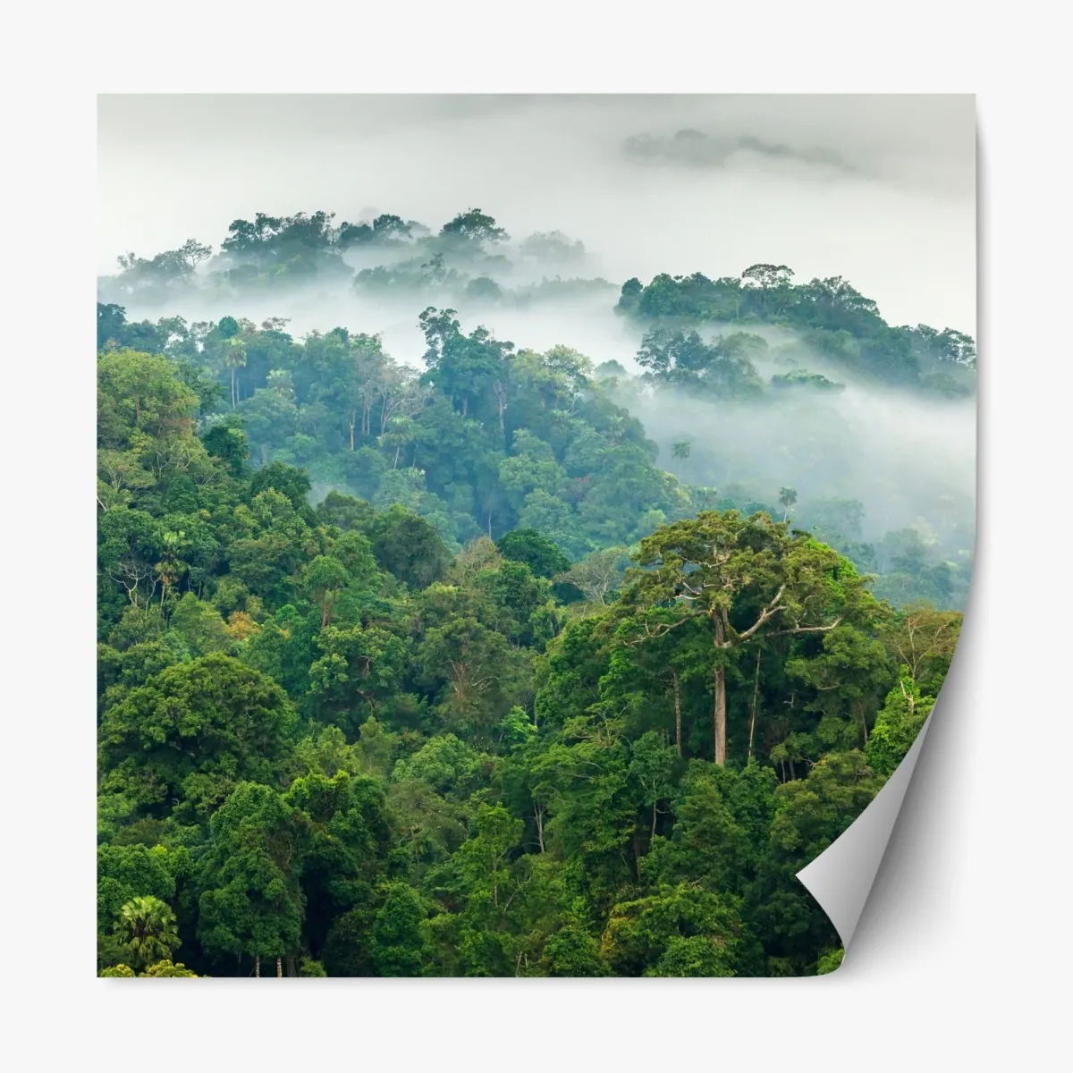 Naklejka repozycjonowalna poranna mgła nad lasem Kaeng Krachan – Wallissimo® Naklejka repozycjonowalna poranna mgła nad lasem Kaeng Krachan – Wallissimo®