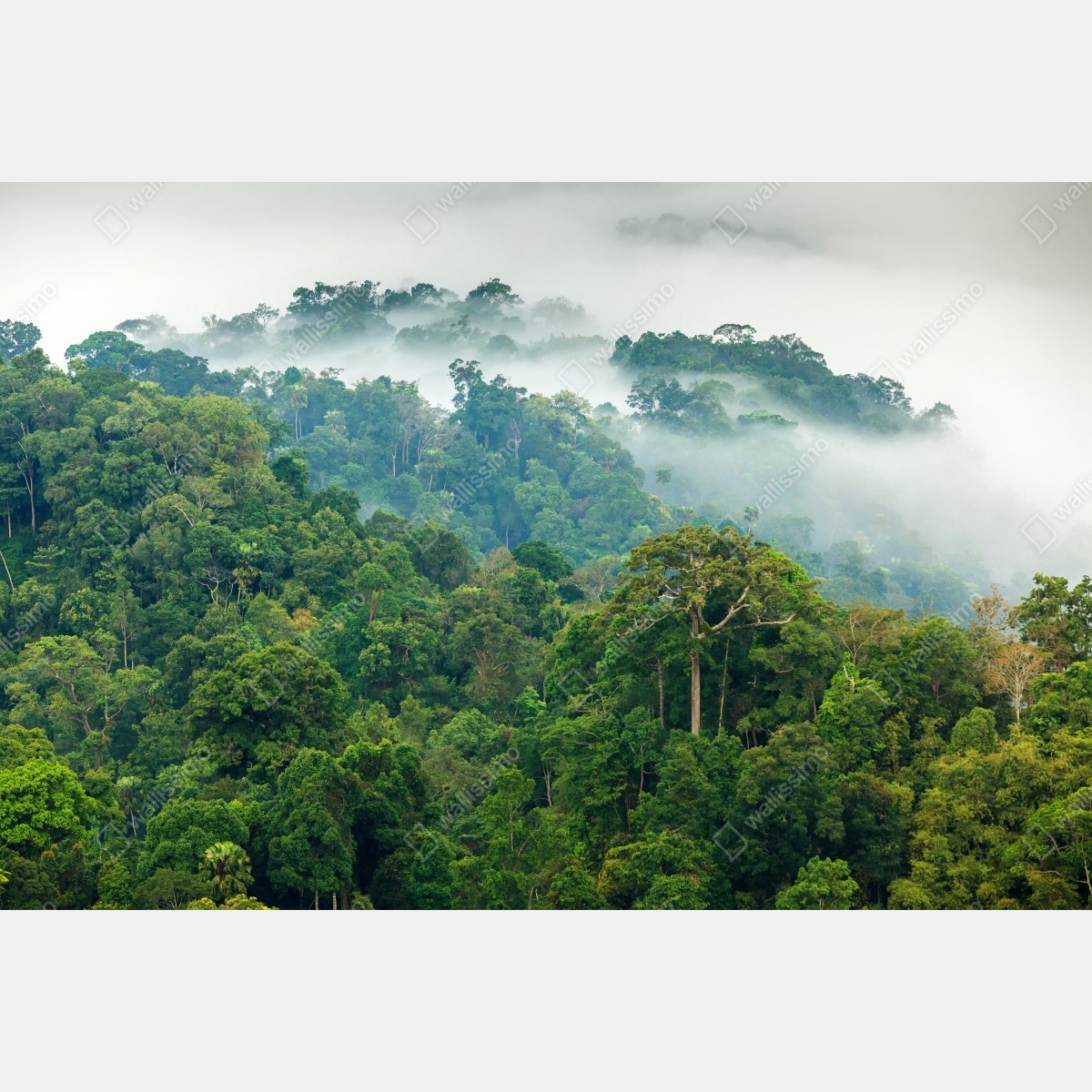 Naklejka repozycjonowalna poranna mgła nad lasem Kaeng Krachan – Wallissimo® Naklejka repozycjonowalna poranna mgła nad lasem Kaeng Krachan – Wallissimo®