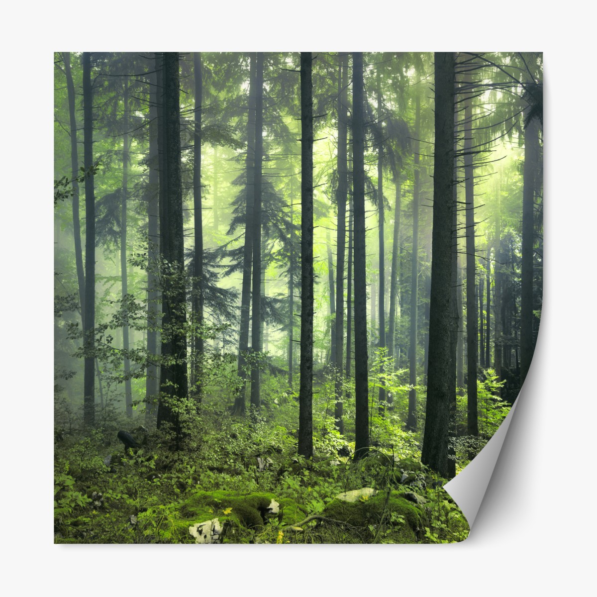 Repositionable sticker mysterious green spring forest