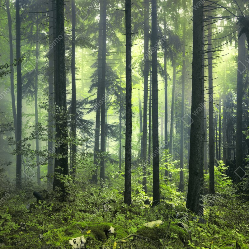 Naklejka repozycjonowalna tajemniczy zielony wiosenny las – Wallissimo® Naklejka repozycjonowalna tajemniczy zielony wiosenny las – Wallissimo®