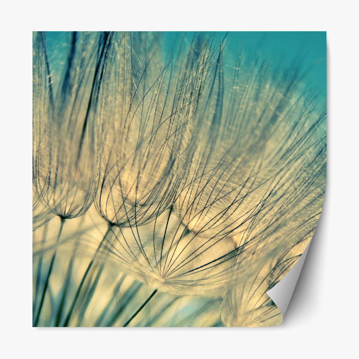 Repositionable sticker delicate dandelion close-up in soft blue