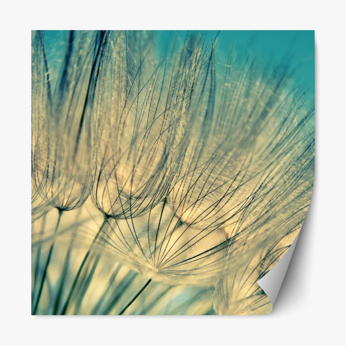 Naklejka repozycjonowalna delikatne zbliżenie mlecza w miękkim niebieskim – Wallissimo® Naklejka repozycjonowalna delikatne zbliżenie mlecza w miękkim niebieskim – Wallissimo®