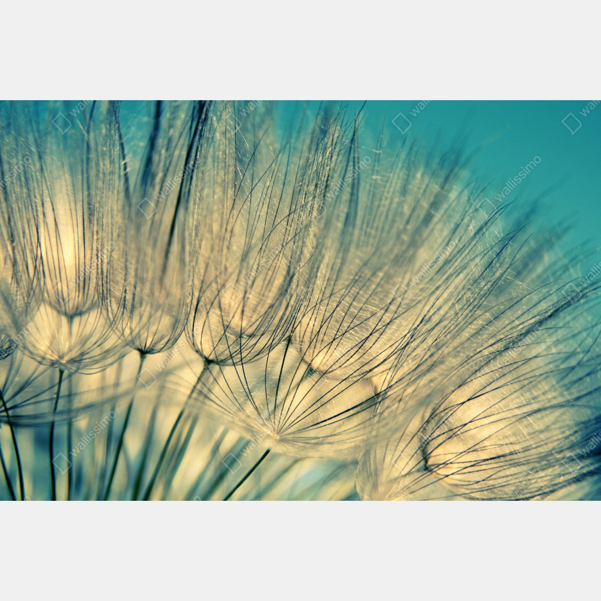 Naklejka repozycjonowalna delikatne zbliżenie mlecza w miękkim niebieskim – Wallissimo® Naklejka repozycjonowalna delikatne zbliżenie mlecza w miękkim niebieskim – Wallissimo®