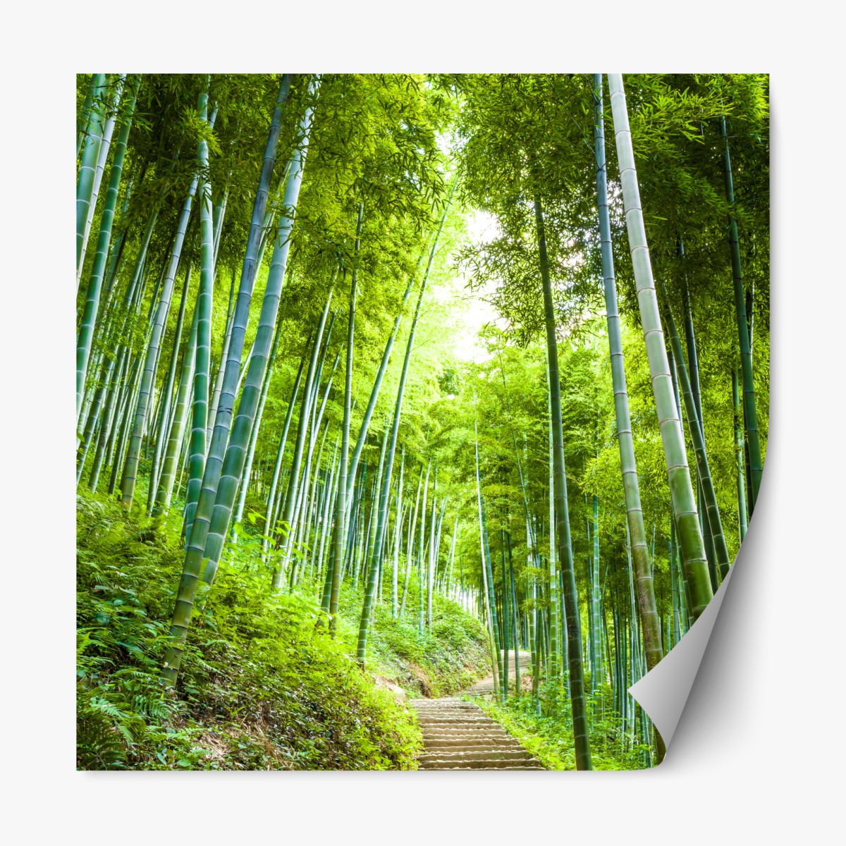 Repositionable sticker serene bamboo forest pathway