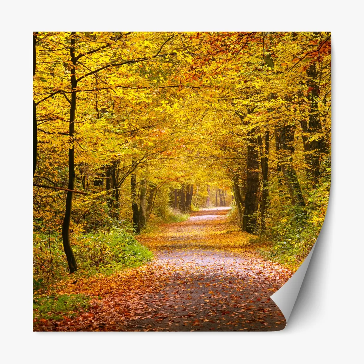 Naklejka repozycjonowalna złota jesienna ścieżka w lesie – Wallissimo® Naklejka repozycjonowalna złota jesienna ścieżka w lesie – Wallissimo®