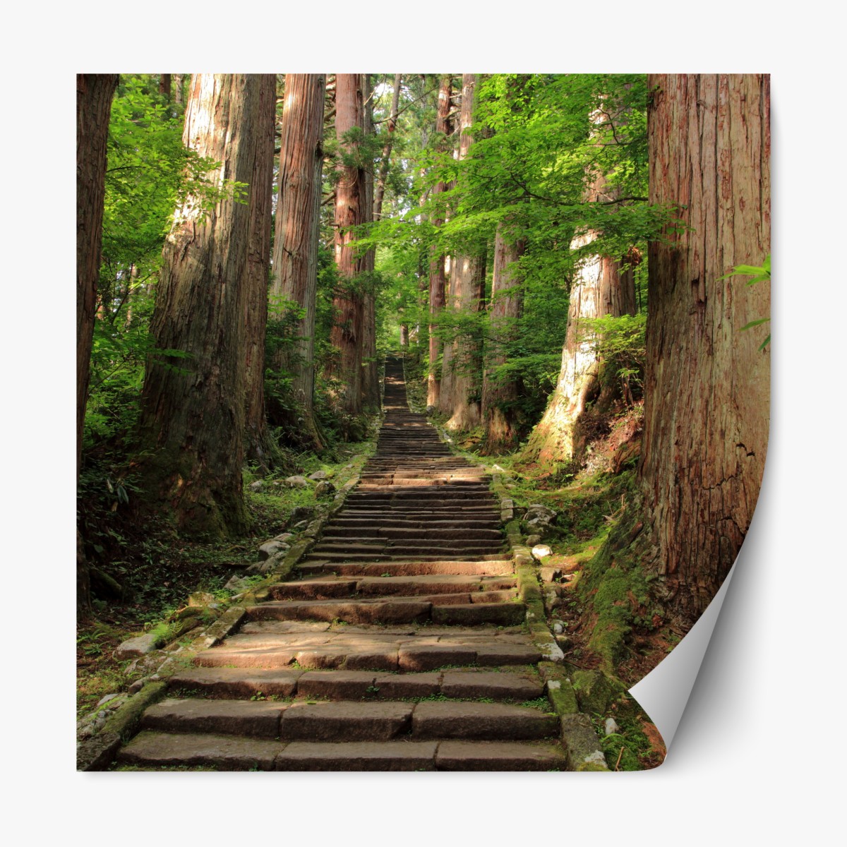 Repositionable sticker ancient forest stone steps