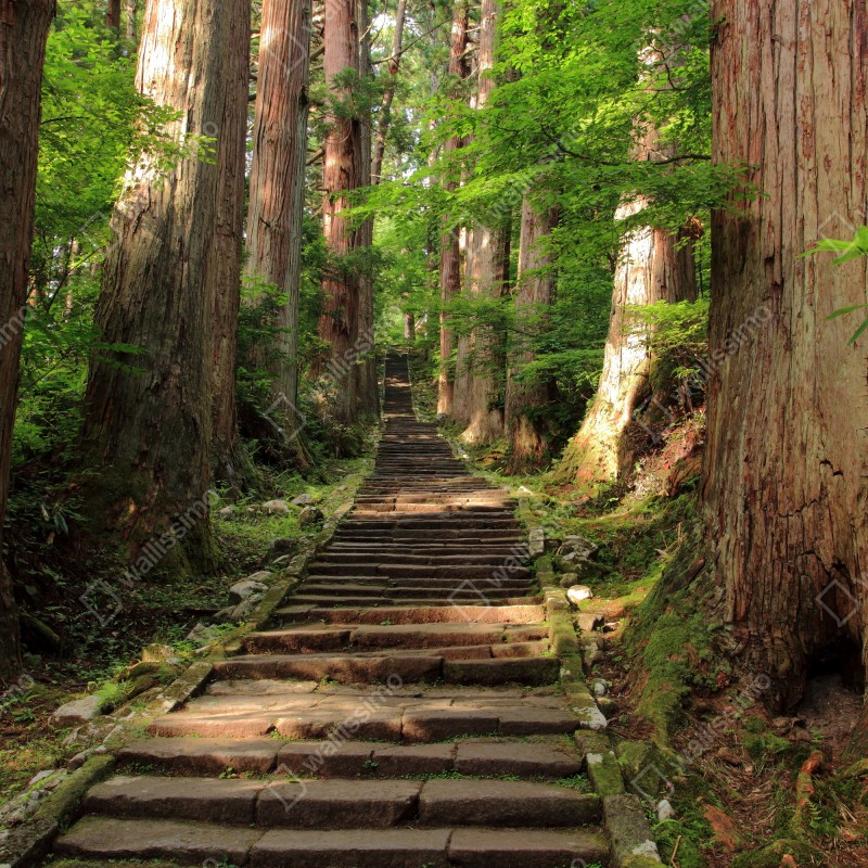 Naklejka repozycjonowalna kamienne schody w starym lesie – Wallissimo® Naklejka repozycjonowalna kamienne schody w starym lesie – Wallissimo®