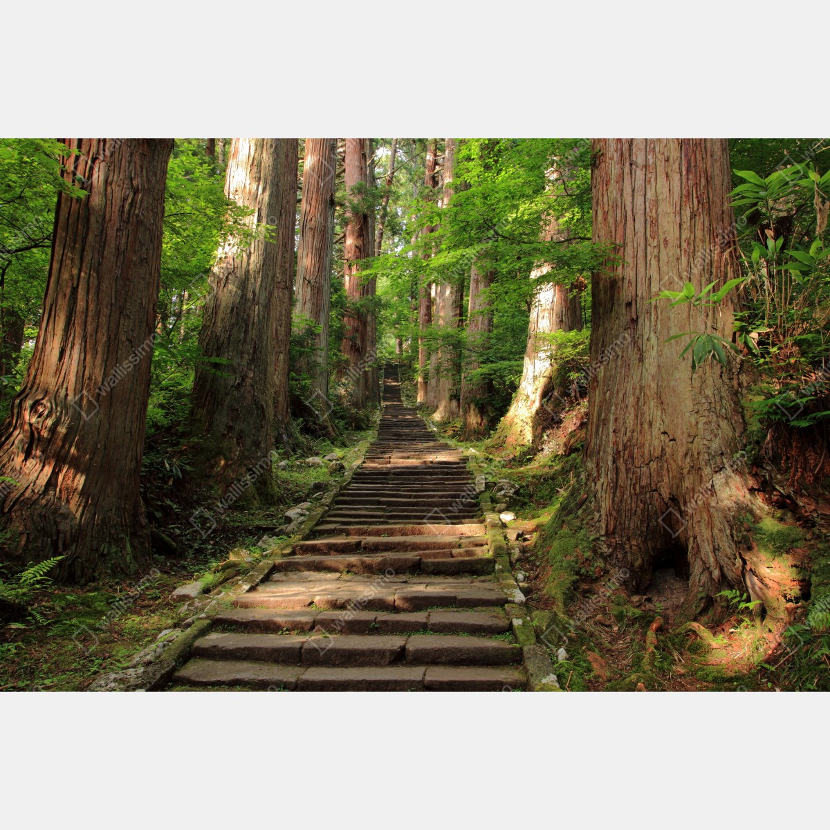 Naklejka repozycjonowalna kamienne schody w starym lesie – Wallissimo® Naklejka repozycjonowalna kamienne schody w starym lesie – Wallissimo®