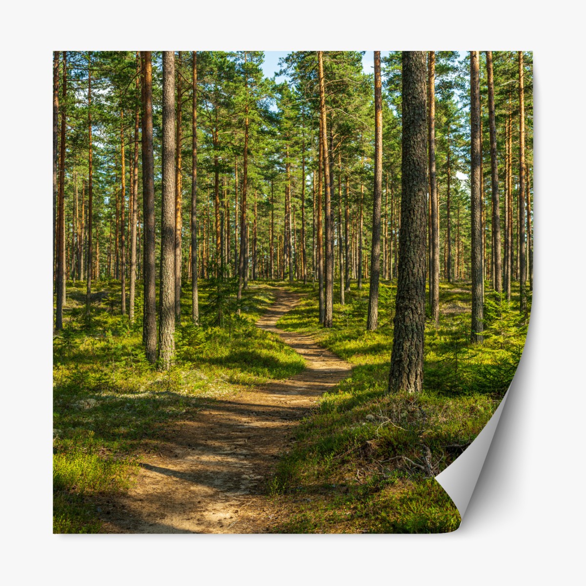 Repositionable sticker sunlit pine forest trail