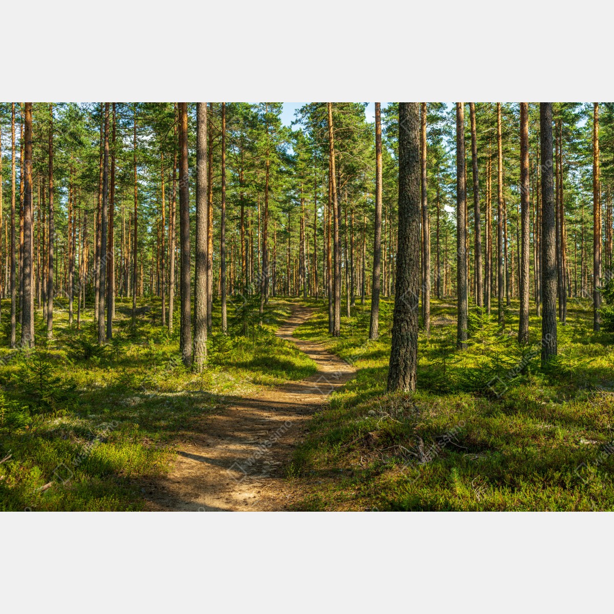 Naklejka repozycjonowalna słoneczna ścieżka w lesie sosnowym – Wallissimo® Naklejka repozycjonowalna słoneczna ścieżka w lesie sosnowym – Wallissimo®