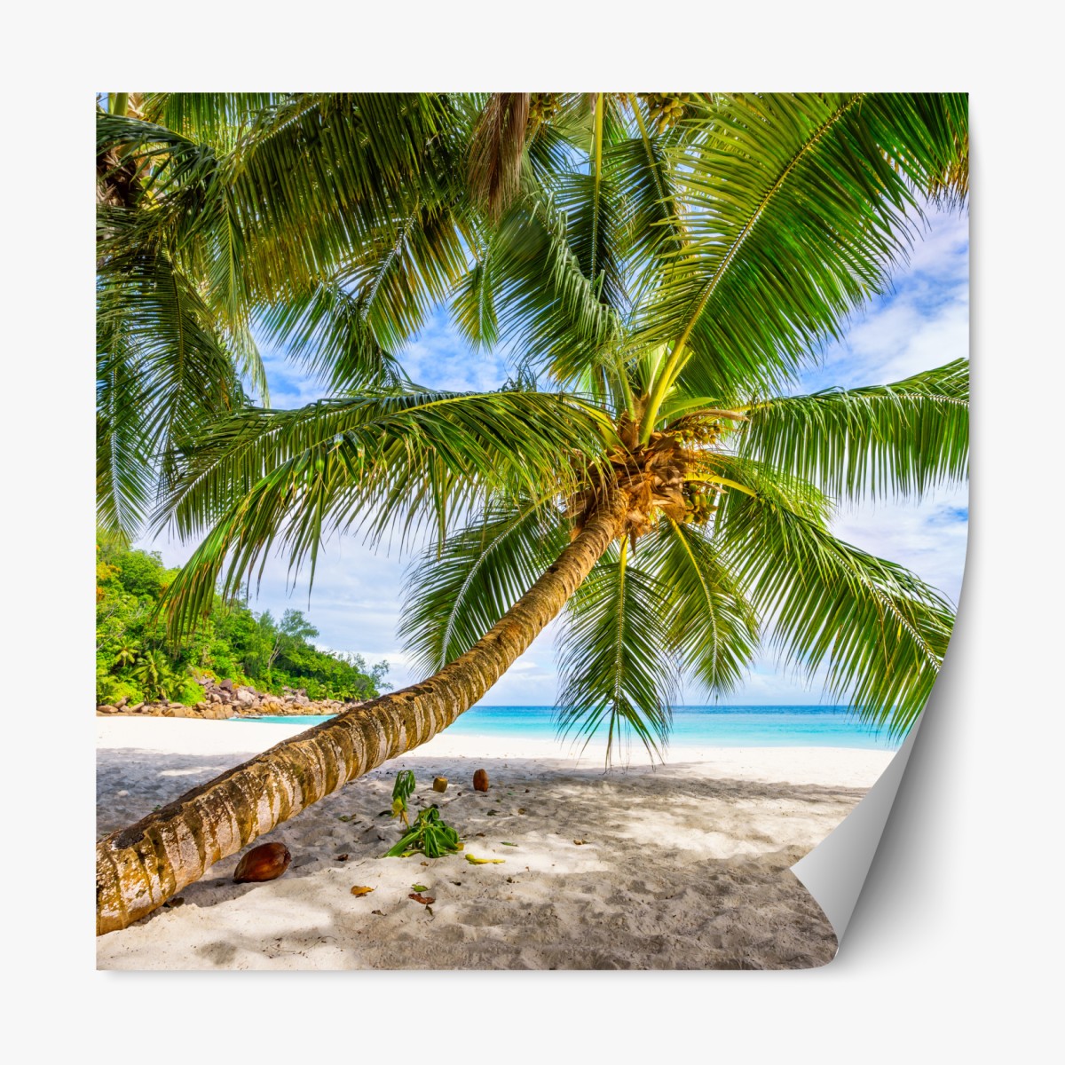Repositionable sticker tropical palm on white sand beach
