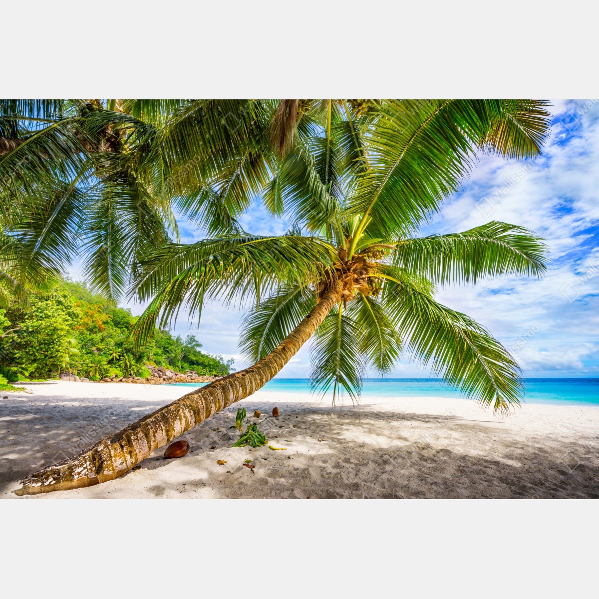 Naklejka repozycjonowalna tropikalna palma na białej plaży – Wallissimo® Naklejka repozycjonowalna tropikalna palma na białej plaży – Wallissimo®