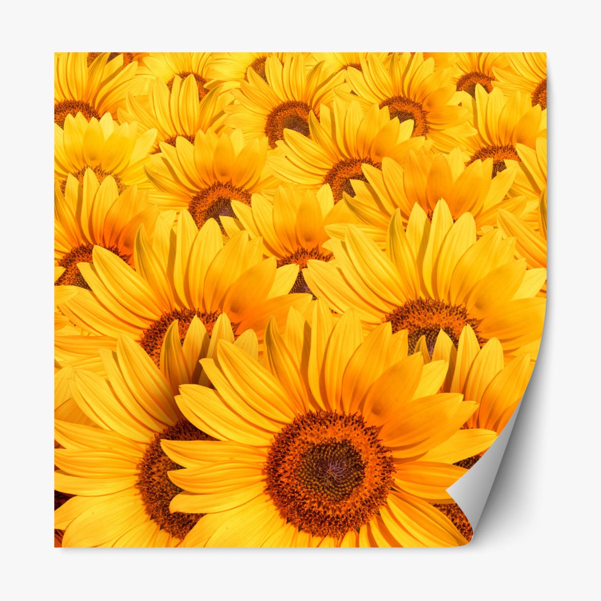 Repositionable sticker golden sunflower field