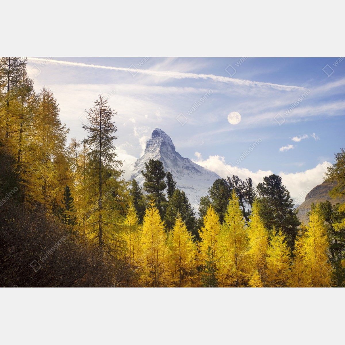 Naklejka repozycjonowalna złote modrzewie i Matterhorn – Wallissimo® Naklejka repozycjonowalna złote modrzewie i Matterhorn – Wallissimo®