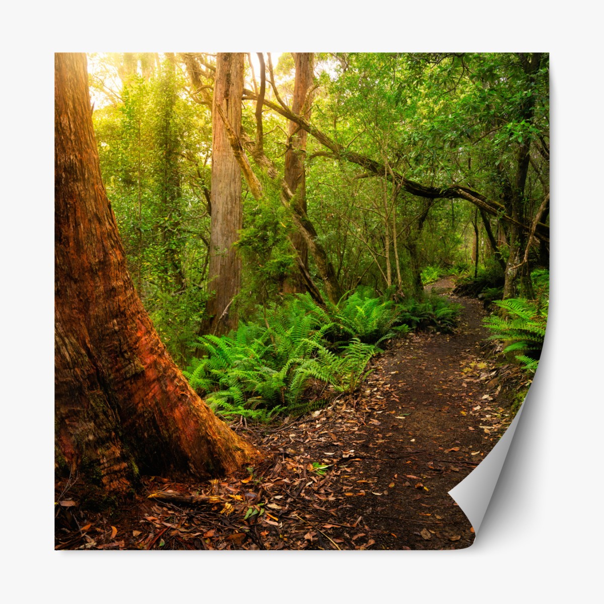 Repositionable sticker ancient rainforest path in Tasmania